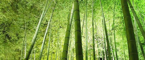 Bamboo.jpg