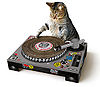 Dj cat.jpg